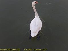 112 - Cigno, la classe degli animali